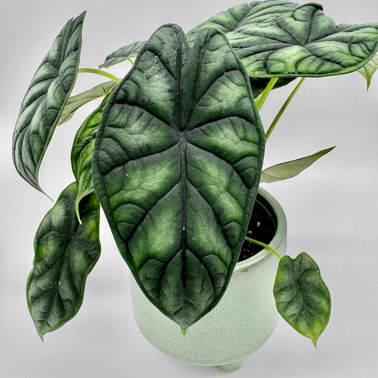Draufsicht auf eine Alocasia Dragon Scale mit mehreren herzförmigen, metallisch schimmernden Blättern in dunklen Grüntönen, die elegant über den Topfrand hängen.