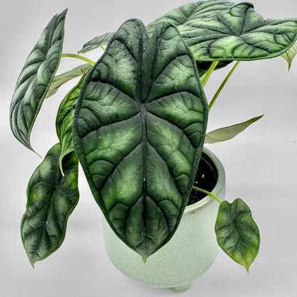 Draufsicht auf eine Alocasia Dragon Scale mit mehreren herzförmigen, metallisch schimmernden Blättern in dunklen Grüntönen, die elegant über den Topfrand hängen.