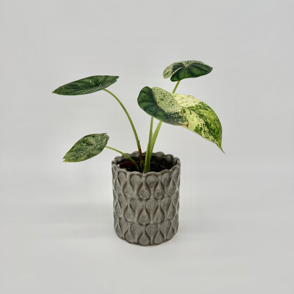 Alocasia Dragon Scale Mint im grauen Keramiktopf mit Tropfenmuster, mit dunkelgrünen und cremeweiß gesprenkelten Blättern.