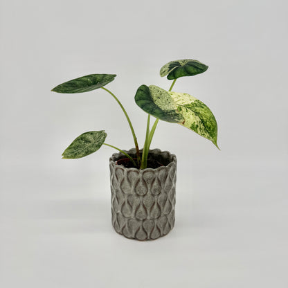 Alocasia Dragon Scale Mint im grauen Keramiktopf mit Tropfenmuster, mit dunkelgrünen und cremeweiß gesprenkelten Blättern.