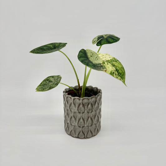 Alocasia Dragon Scale Mint im grauen Keramiktopf mit Tropfenmuster, mit dunkelgrünen und cremeweiß gesprenkelten Blättern.