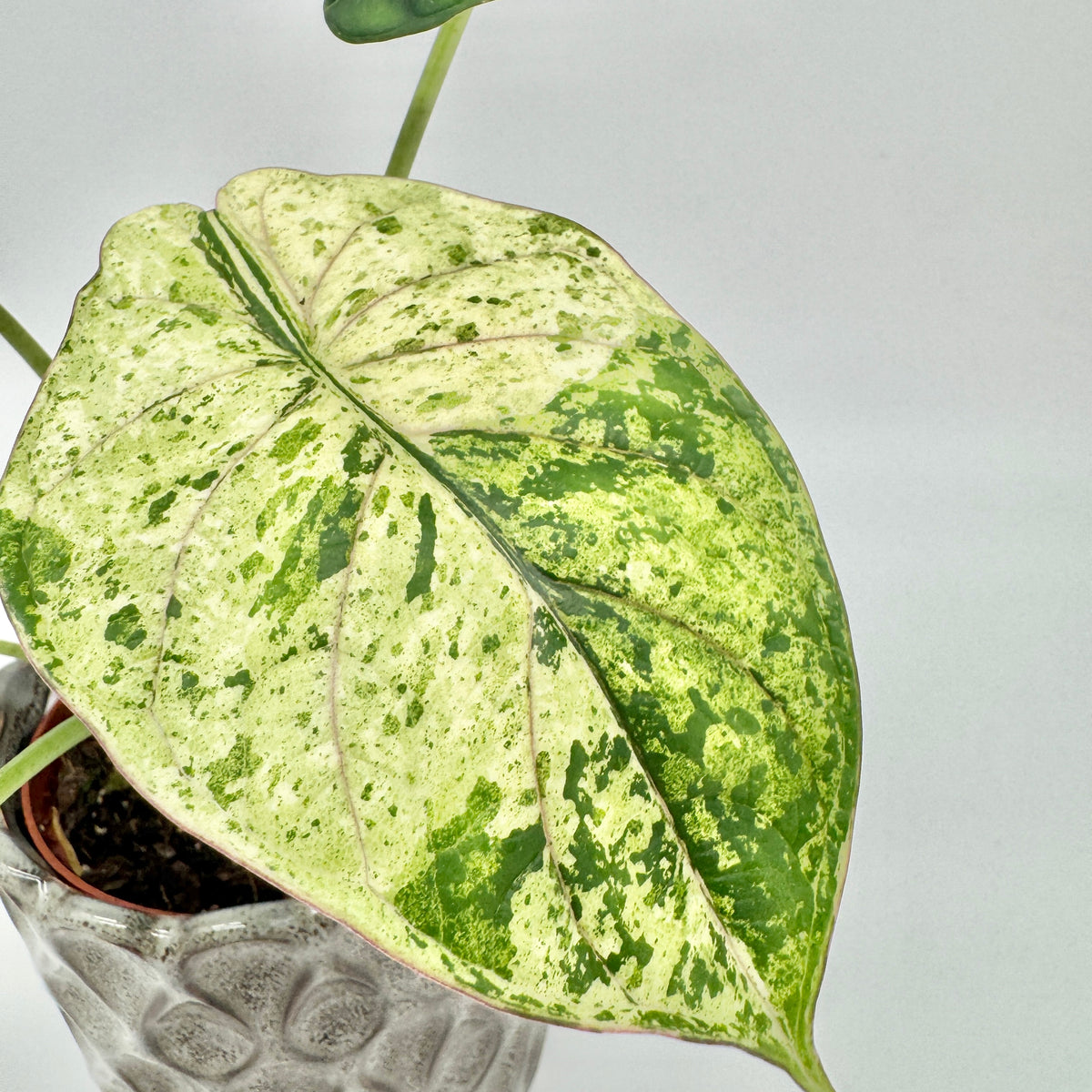 Blatt einer Alocasia Dragon Scale Mint in Nahaufnahme: cremeweiße Fläche mit grünen Sprenkeln und fein durchscheinender Aderung.