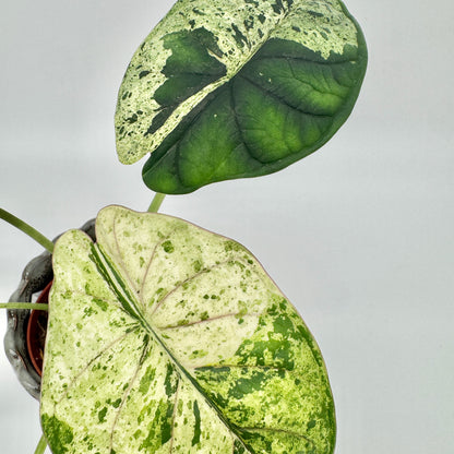 Zwei Blätter einer Alocasia Dragon Scale Mint: eines dunkelgrün mit heller Panaschierung, das andere fast vollständig cremeweiß gesprenkelt.