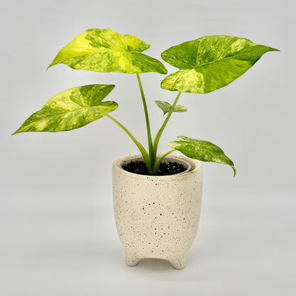 Alocasia gageana aurea mit leuchtend gelb-grün panaschierten, pfeilförmigen Blättern in einem hell gesprenkelten Keramiktopf vor neutral hellem Hintergrund – die auffällige Blattzeichnung betont den tropischen Charakter dieser seltenen Sammlerpflanze.