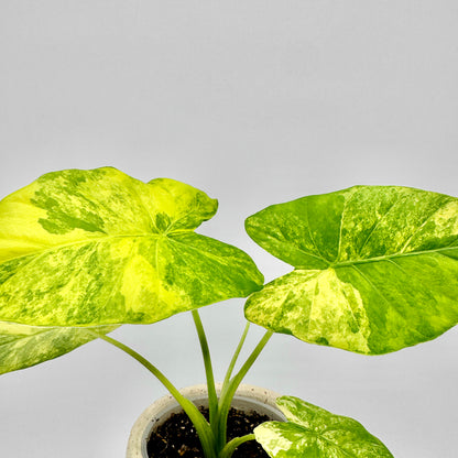 Detailaufnahme der großen, gelb-grün marmorierten Blätter einer Alocasia gageana aurea, die sich weit auffächern und die kontrastreiche Panaschierung dieser außergewöhnlichen Pflanze deutlich zeigen.