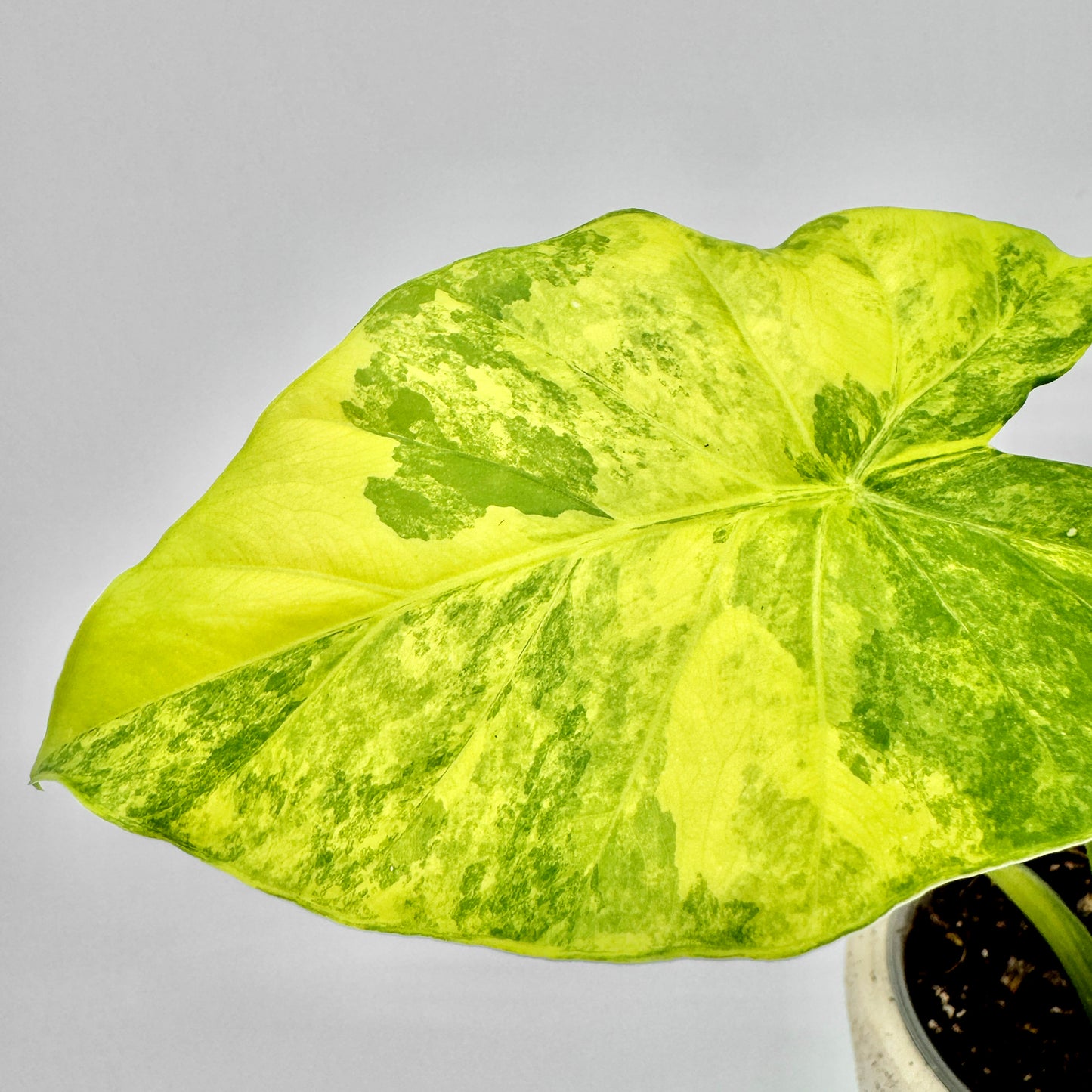 Nahaufnahme eines einzelnen Blatts der Alocasia gageana aurea mit intensiv gelber und grüner Musterung, die typische marmorierte Struktur der Blattadern zeigt und das tropische Erscheinungsbild unterstreicht.