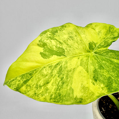 Nahaufnahme eines einzelnen Blatts der Alocasia gageana aurea mit intensiv gelber und grüner Musterung, die typische marmorierte Struktur der Blattadern zeigt und das tropische Erscheinungsbild unterstreicht.