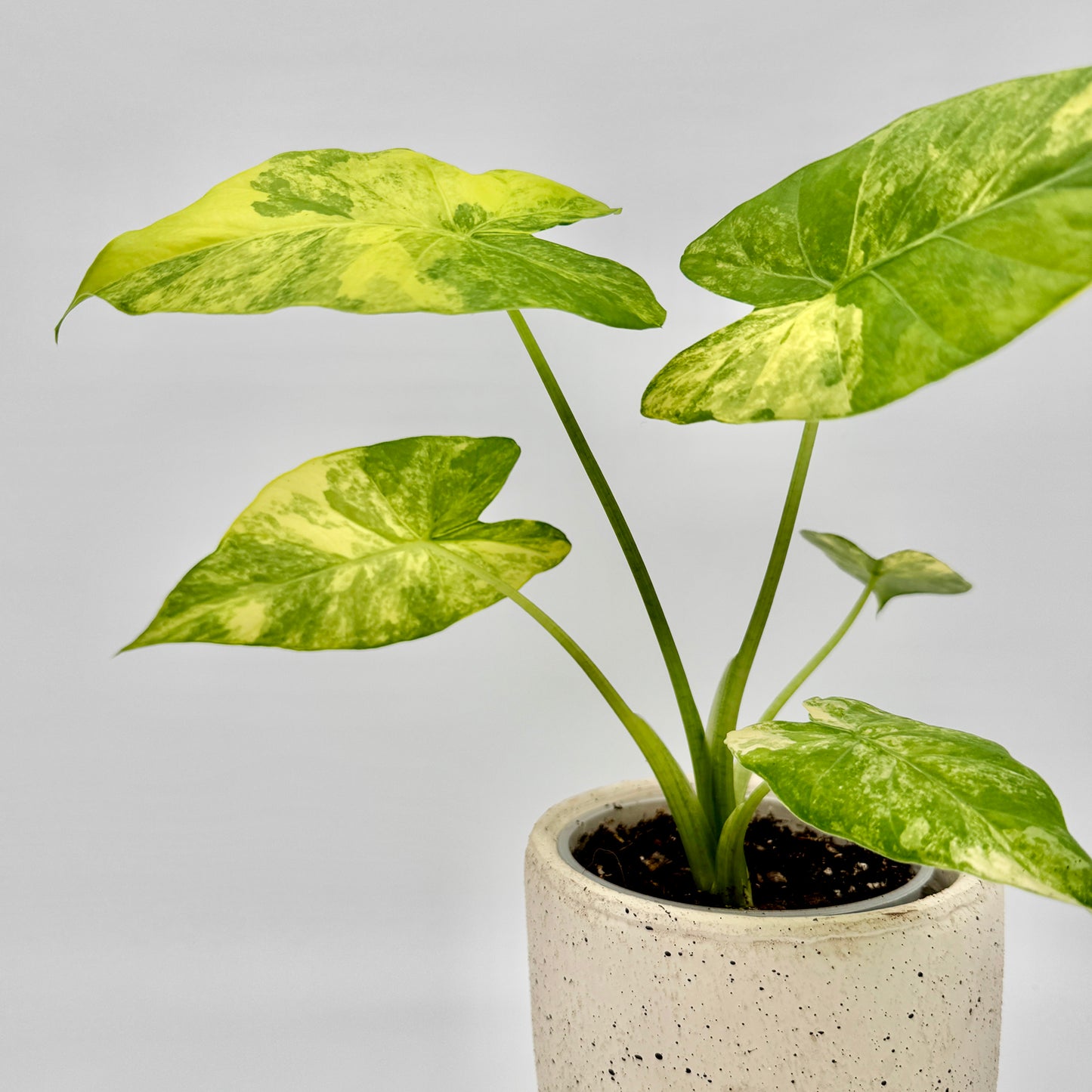 Seitliche Ansicht einer Alocasia gageana aurea mit mehreren panaschierten Blättern in frischem Gelbgrün, elegant aufgerichtet in einem hell gesprenkelten Übertopf vor neutral grauem Hintergrund.
