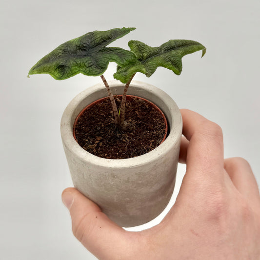 Eine Hand hält einen kleinen weißen Topf mit dunkler Erde und einer Alocasia Jacklyn mit drei grünen, strukturierten Blättern vor einem schlichten hellgrauen Hintergrund.