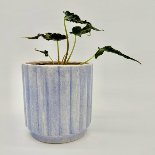 Kleine Alocasia Loco mit dunkelgrünen, leicht gewellten Blättern in einem hellblauen, strukturierten Topf vor hellem Hintergrund, die lebendig und gesund wirkt.