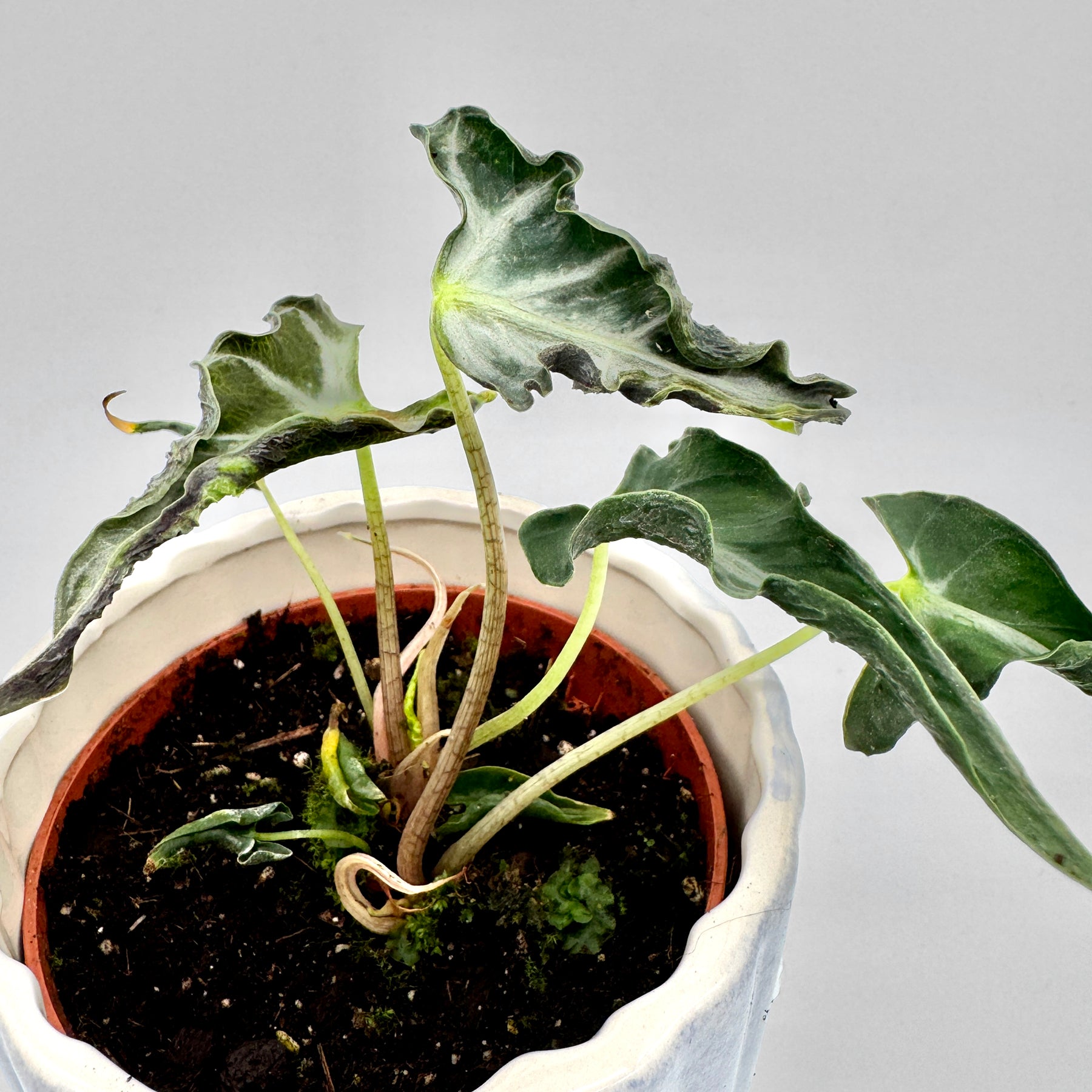 Obenansicht einer Alocasia Loco mit mehreren gewellten, dunkelgrünen Blättern und heller Blattnervung in frischer Erde, fotografiert vor neutralem Hintergrund.