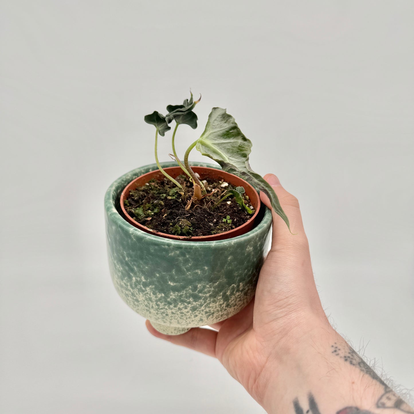 Alocasia Loco