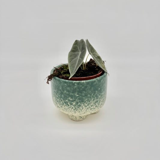 Alocasia longiloba Purple
