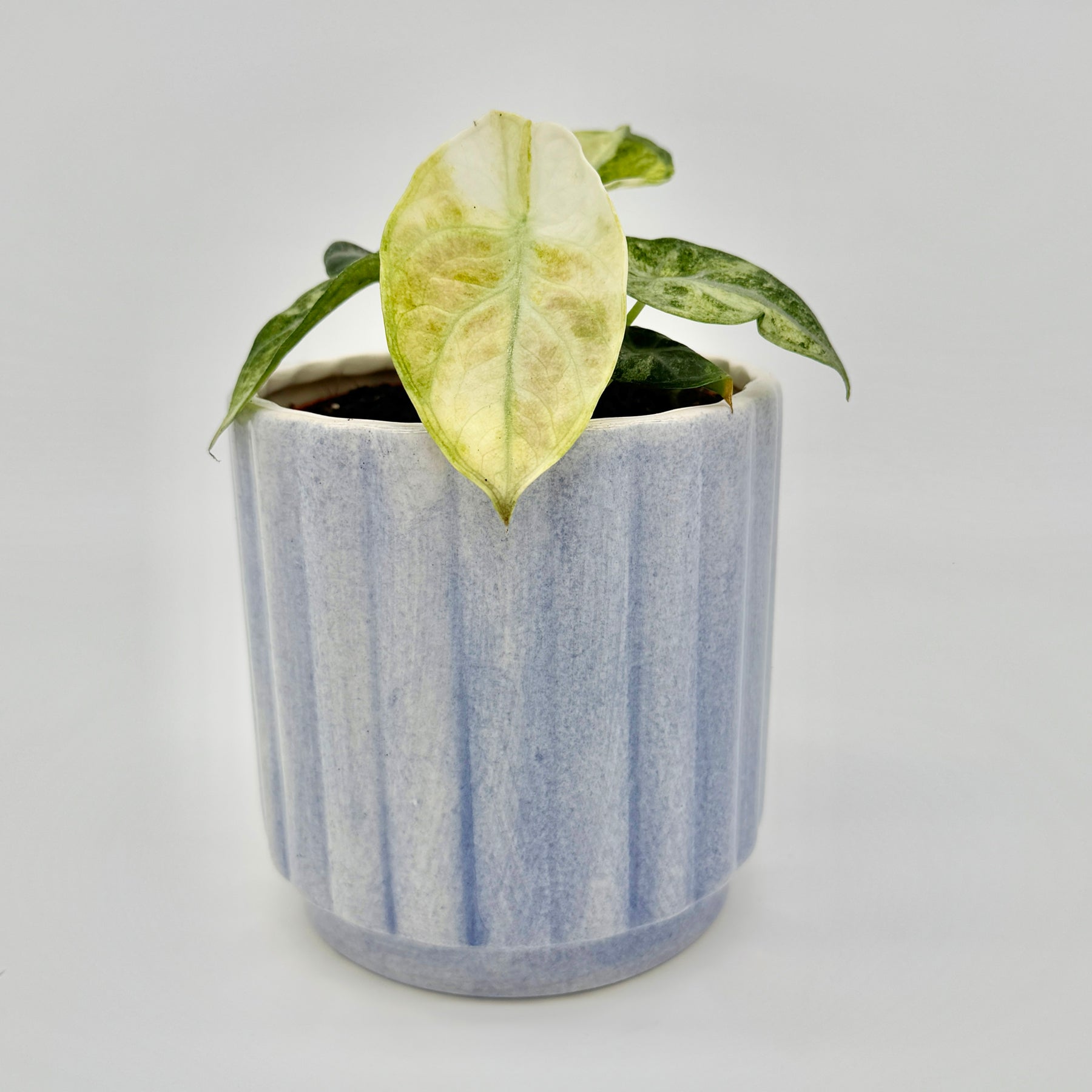 Nahaufnahme einer Alocasia Ninja Tricolor mit cremeweiß und grün marmorierten Blättern in strukturierter Oberfläche vor hellem Hintergrund – perfekt für SEO-optimierte Darstellung seltener tropischer Zimmerpflanzen