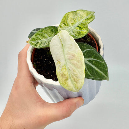 Detailaufnahme einer Alocasia Ninja Tricolor aus der Hand gehalten, mit elegant geäderten Blättern in grün-weißer Panaschierung – realistische Darstellung für SEO-optimierte Produktfotos