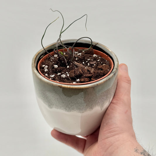 Alocasia plumbea Flying Squid mit ungewöhnlich schmalen, röhrenartig verdrehten Blättern in dunklem Violett-Grün, die an Tentakel erinnern, auf dünnen roten Stielen, vor hellem Hintergrund fotografiert