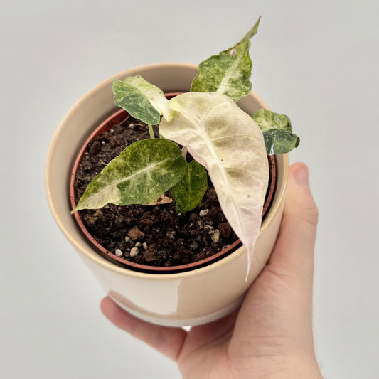 Alocasia polly Yellow Variegata mit glänzend dunkelgrünen, gezackten Blättern und auffälliger gelb-weißer Panaschierung entlang der Hauptadern, vor hellem Hintergrund fotografiert