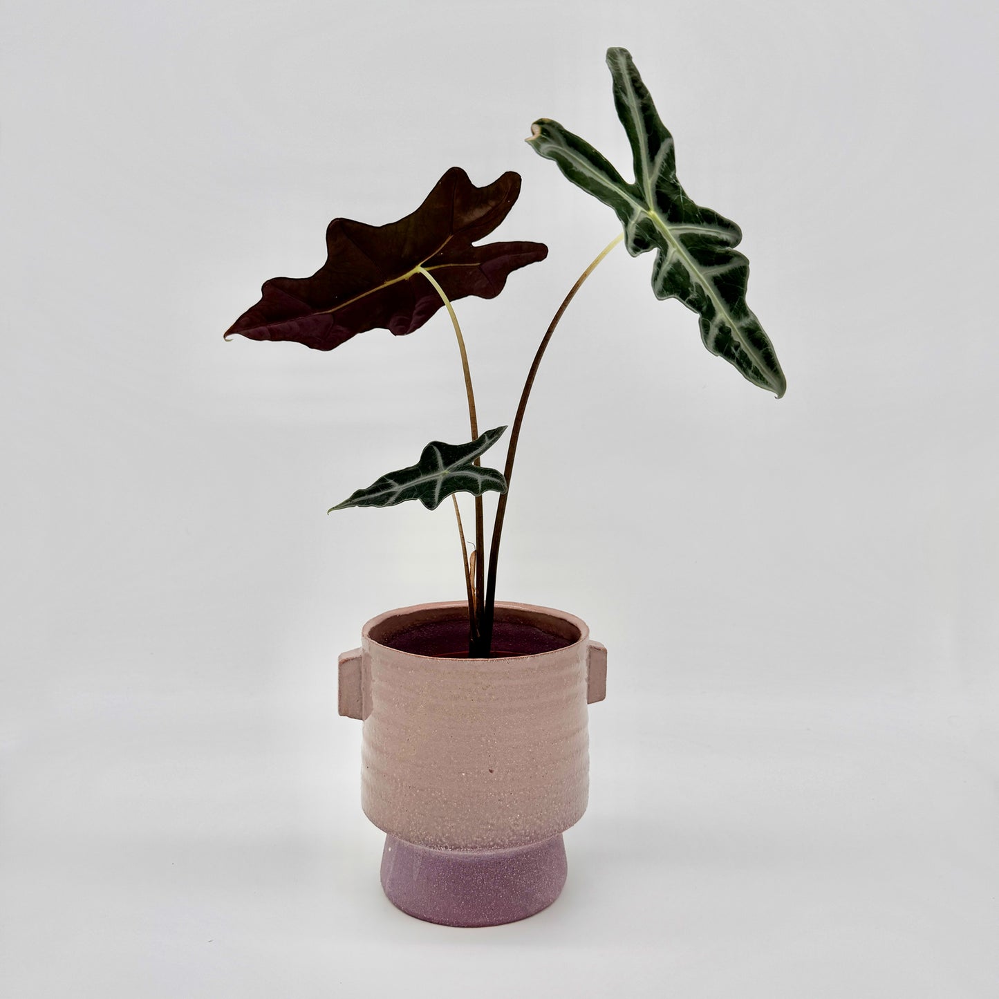 Alocasia sanderiana Nobilis mit pfeilförmigen, tiefgrünen Blättern und auffällig hellen Blattadern in einem rosafarbenen Keramiktopf vor hellem Hintergrund – eine elegante tropische Zimmerpflanze mit markanter Blattstruktur.