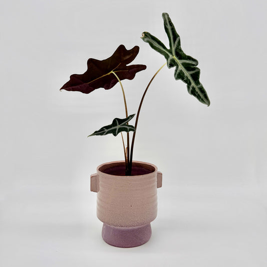Alocasia sanderiana Nobilis mit pfeilförmigen, tiefgrünen Blättern und auffällig hellen Blattadern in einem rosafarbenen Keramiktopf vor hellem Hintergrund – eine elegante tropische Zimmerpflanze mit markanter Blattstruktur.