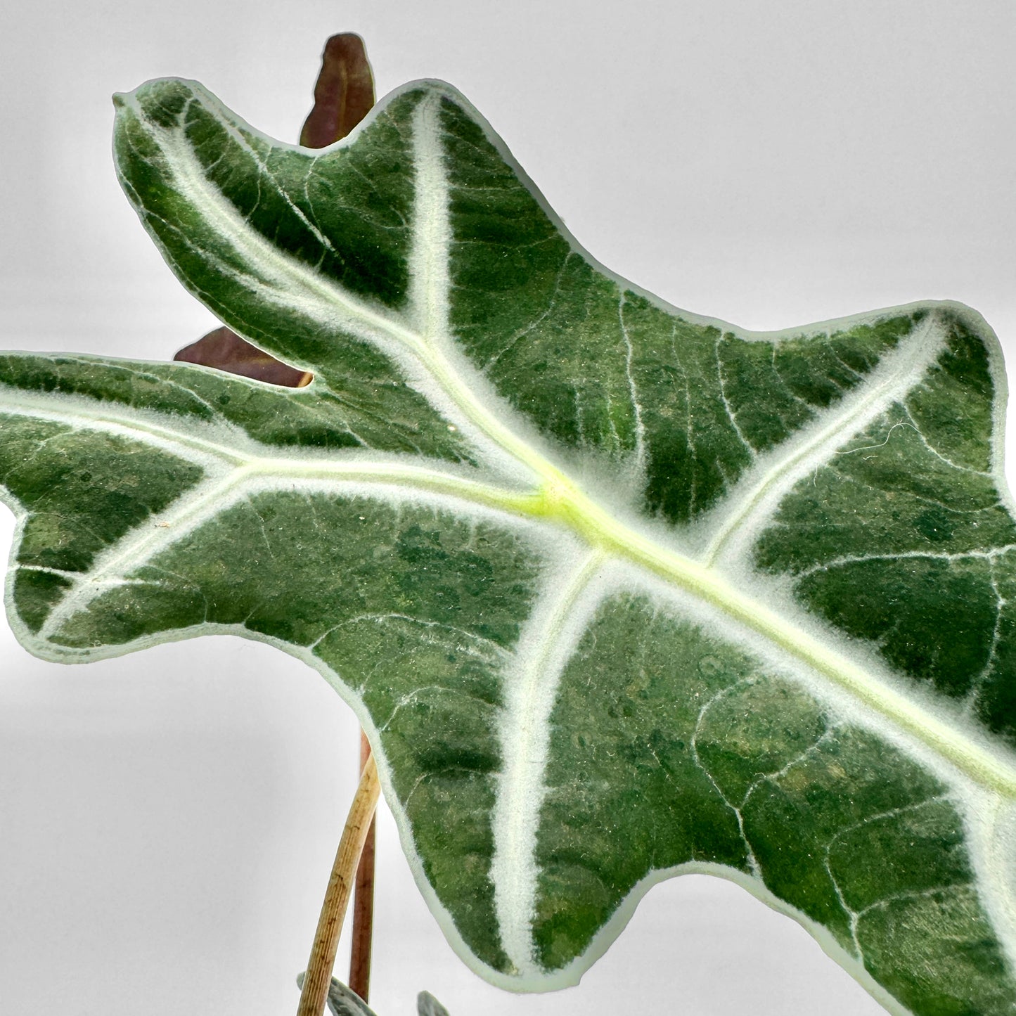 Detailaufnahme eines Blattes der Alocasia sanderiana Nobilis mit samtiger, dunkelgrüner Oberfläche und kontrastierenden weißen Blattadern, die sich klar vor dem hellen Hintergrund abzeichnen.