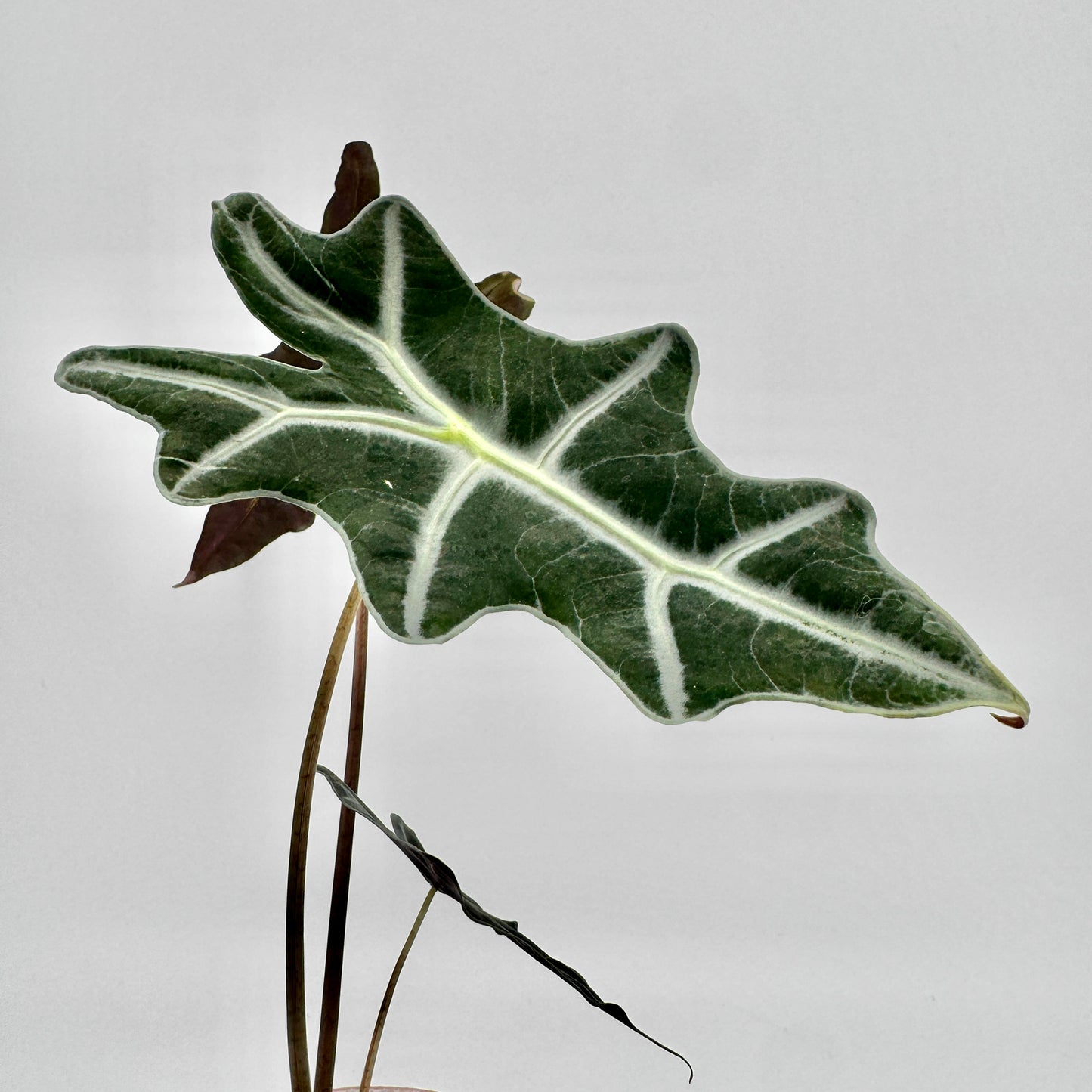 Detailaufnahme eines Blattes der Alocasia sanderiana Nobilis mit samtiger, dunkelgrüner Oberfläche und kontrastierenden weißen Blattadern, die sich klar vor dem hellen Hintergrund abzeichnen.