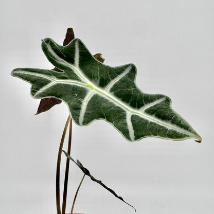 Detailaufnahme eines Blattes der Alocasia sanderiana Nobilis mit samtiger, dunkelgrüner Oberfläche und kontrastierenden weißen Blattadern, die sich klar vor dem hellen Hintergrund abzeichnen.