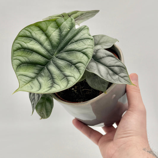 Alocasia Silver Dragon mit rundlich geformten, silbrig-hellgrünen Blättern und dunkelgrüner, schuppenartiger Aderung, strukturierte Oberfläche, vor hellem Hintergrund fotografiert