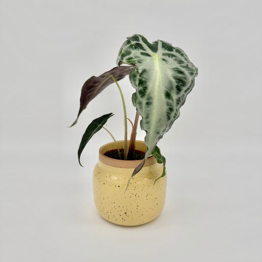 Alocasia Venom im gelb gesprenkelten Keramiktopf, mit silbrigem Blatt und einem jüngeren Blatt mit dunkelroter Unterseite.
