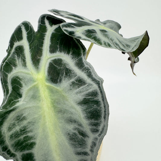 Zwei Blätter einer Alocasia Venom: silbriggrüne Oberseite mit dunklen Feldern zwischen den hellen Adern und gewelltem Blattrand.