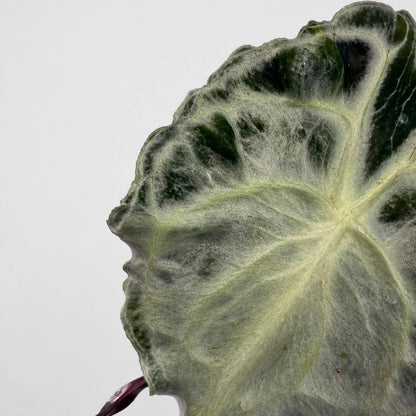 Blattmitte einer Alocasia Venom in Nahaufnahme: helle Adern strahlen sternförmig aus, dazwischen dunkelgrüne Felder, unten der weinrote Blattstiel.