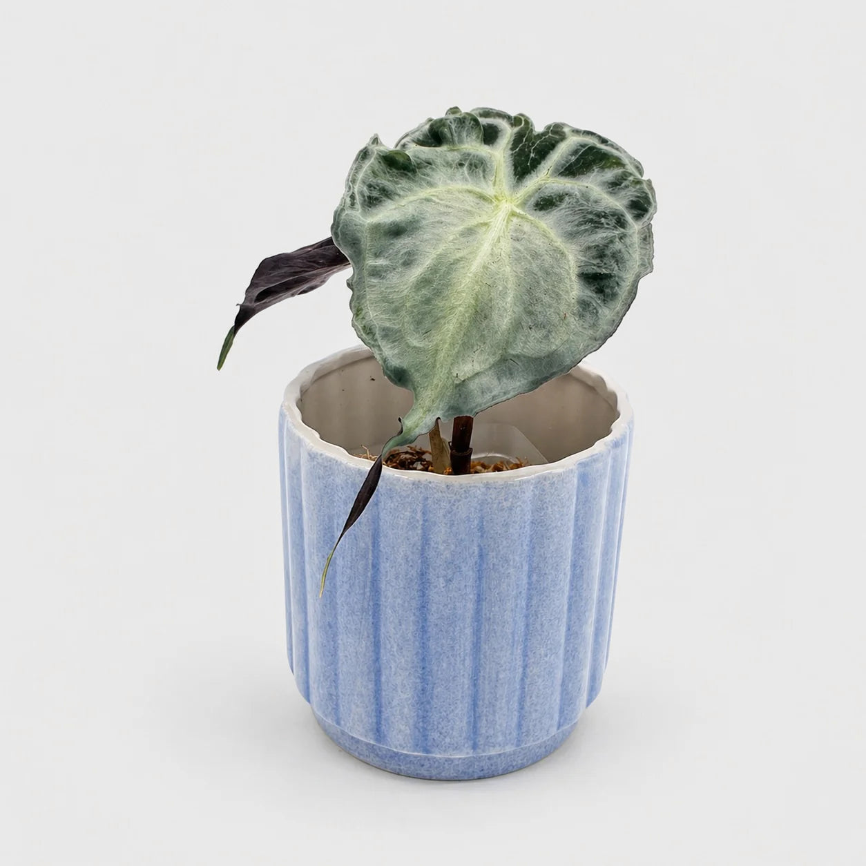 Alocasia Venom