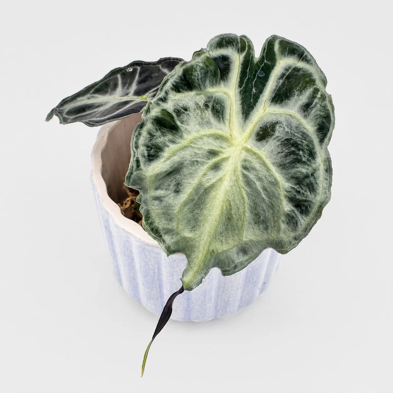 Alocasia Venom