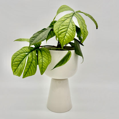 Amydrium medium Silver mit großen, silbrig-grünen Blättern und markanter Aderung, stilvoll arrangiert in einem weißen, modernen Übertopf vor hellem Hintergrund – die strukturierte Blattzeichnung betont den edlen Wuchs dieser seltenen Aroid-Pflanze.