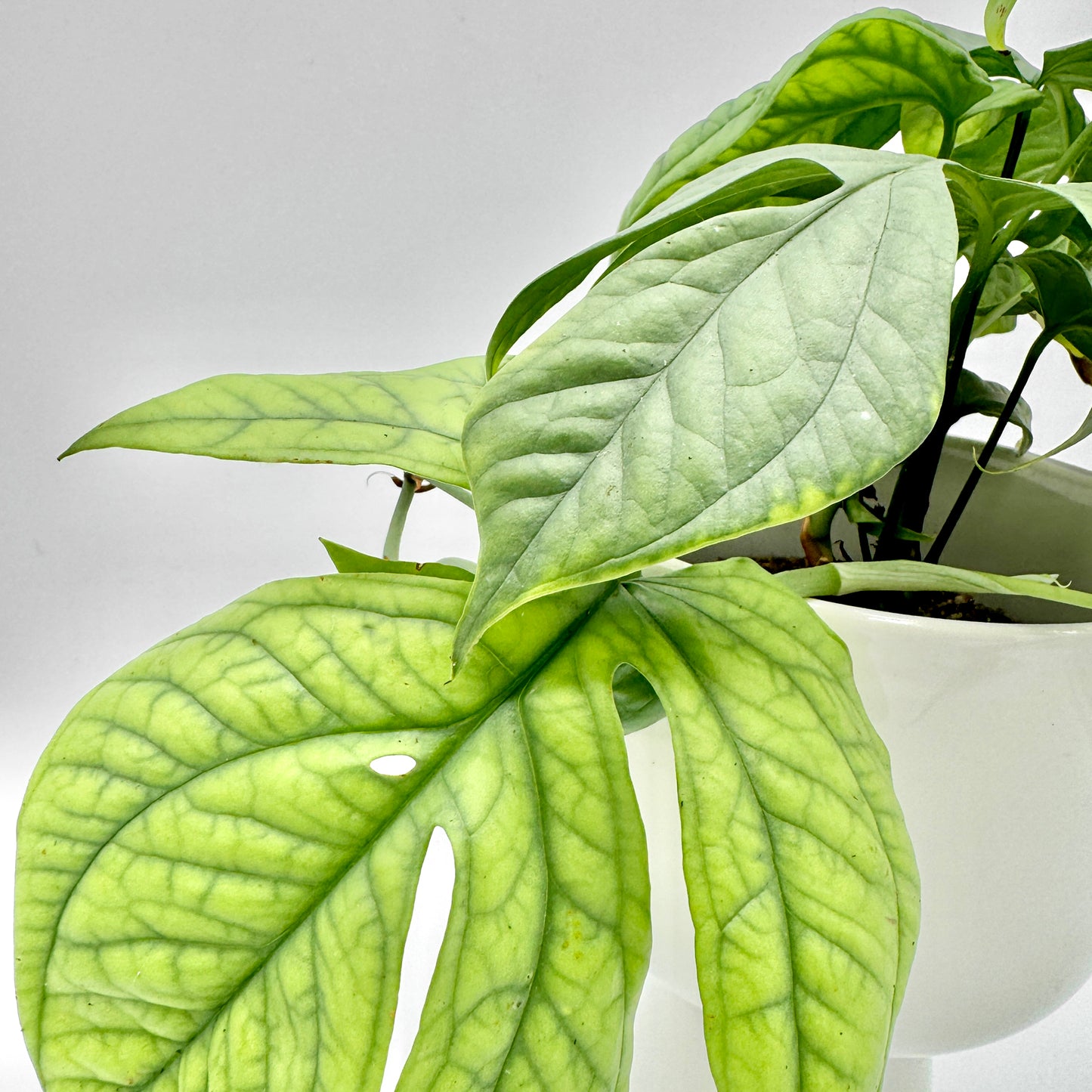 Detailaufnahme der Amydrium medium Silver mit deutlich sichtbaren Blattadern und feinem Glanz auf den silbrig-grünen Blättern, vor neutralem Hintergrund aufgenommen für eine klare und hochwertige Produktdarstellung.