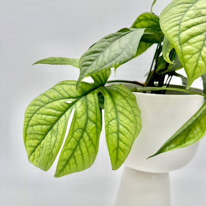 Nahaufnahme der typischen, leicht gelappten Blätter der Amydrium medium Silver mit heller Blattfärbung und feiner Struktur, die elegante Textur der Pflanze tritt vor dem weißen Hintergrund besonders hervor.