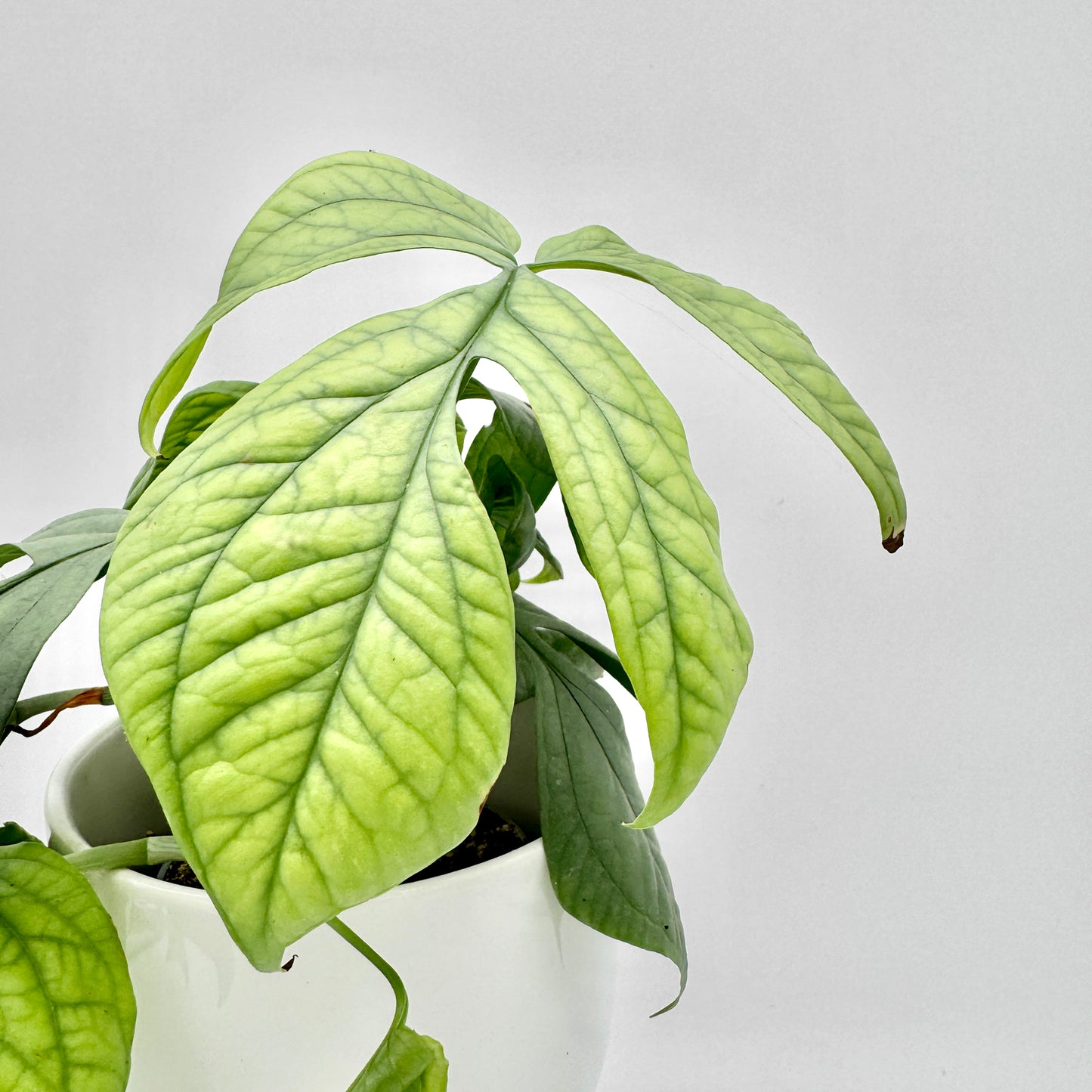 Amydrium medium Silver mit überhängenden, silbrig-grünen Blättern und ausgeprägter Aderung, präsentiert in einem weißen Topf vor hellem Hintergrund – eine moderne Pflanzenaufnahme mit klarer, minimalistischer Ästhetik.
