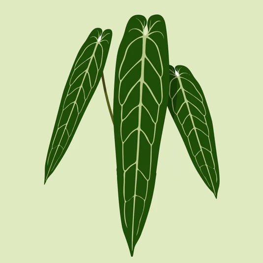 Illustration einer Anthurie mit dunkelgrünen, herzförmigen Blättern