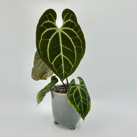 Anthurium besseae aff
