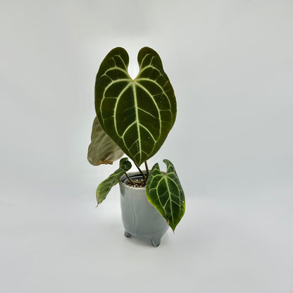 Anthurium besseae aff