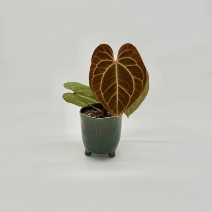 Anthurium besseae aff