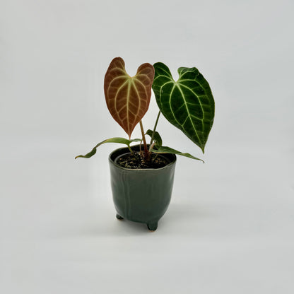 Anthurium besseae aff