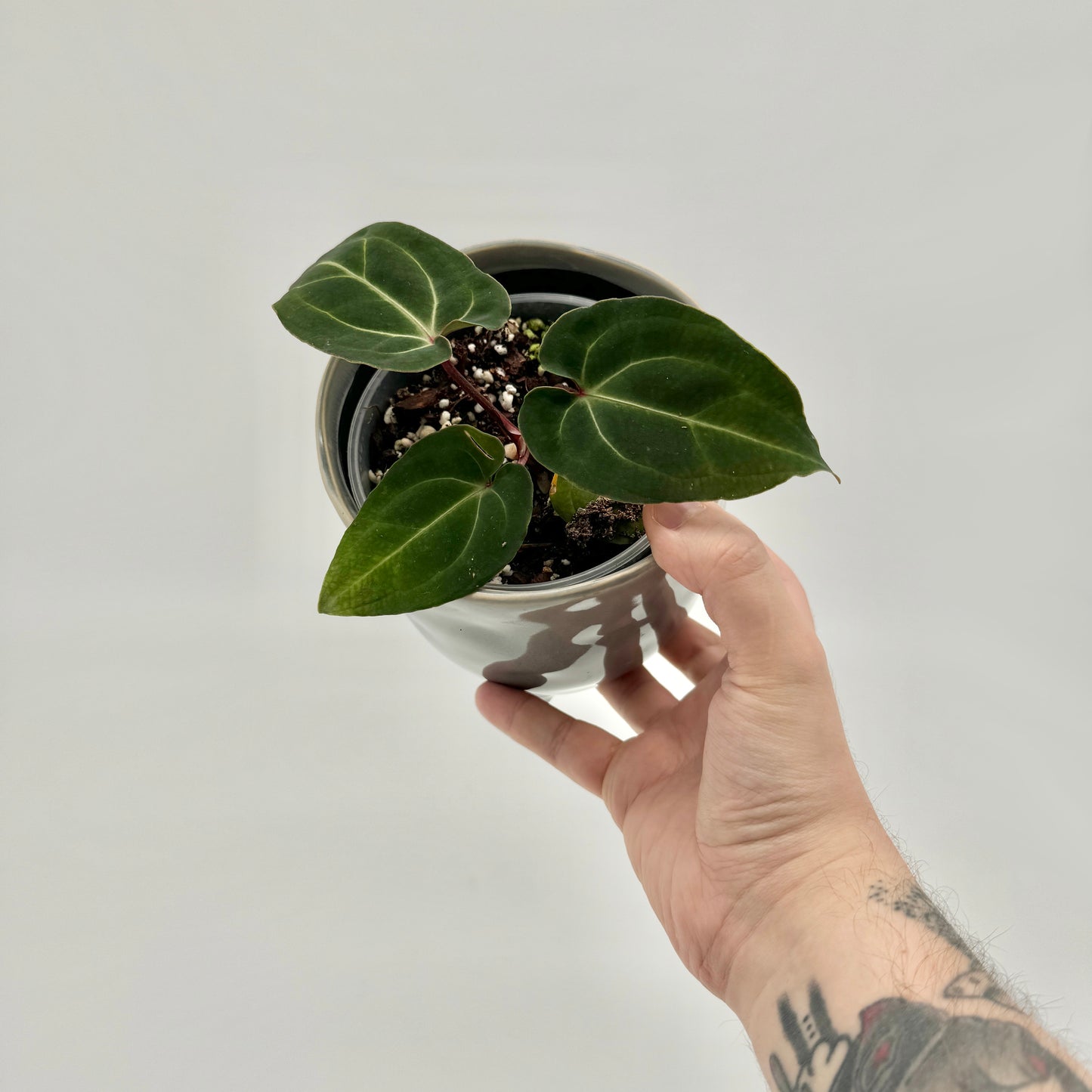 Anthurium besseae aff