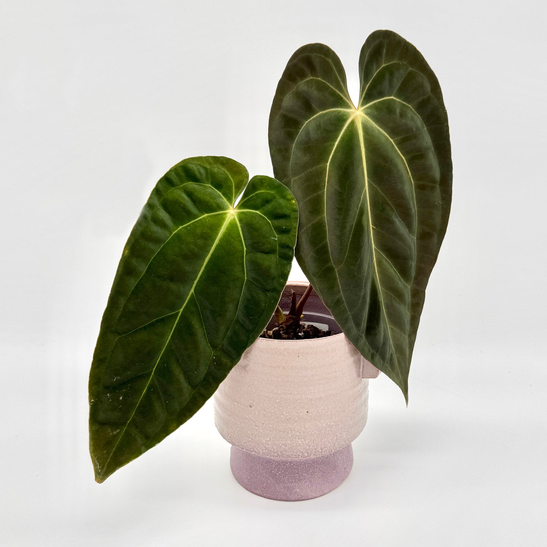 Anthurium besseae aff x papillilaminum mit zwei großen, samtig dunkelgrünen, herzförmigen Blättern mit hellen Blattadern in einem hellrosafarbenen Keramiktopf vor weißem Hintergrund, ideal für hochwertige Pflanzenfotografie seltener Anthurien.