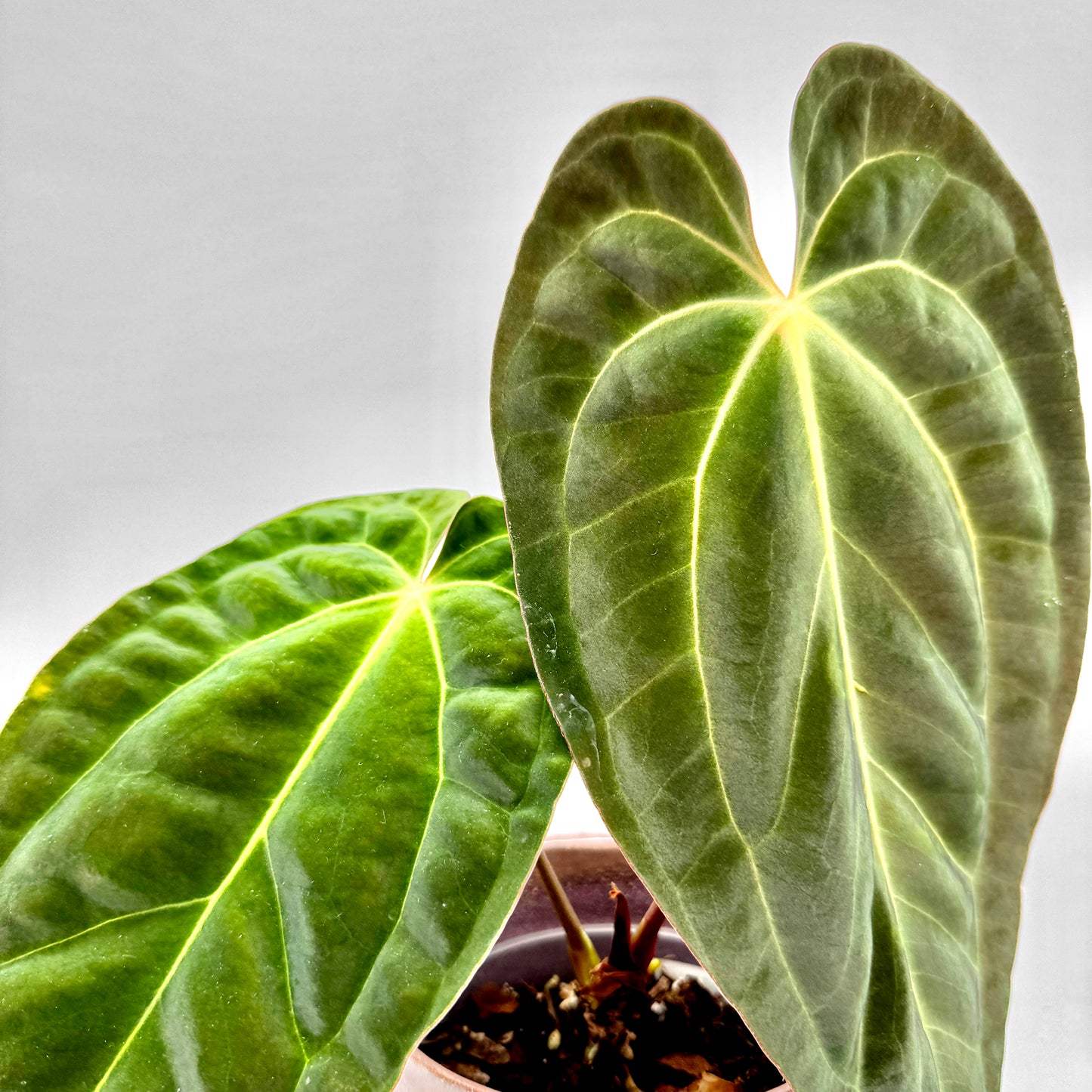 Nahaufnahme der charakteristischen Blätter einer Anthurium besseae aff x papillilaminum mit tiefgrüner, samtiger Oberfläche und kontrastreichen hellen Blattadern, aufgenommen vor hellem Hintergrund für eine klare Detaildarstellung.