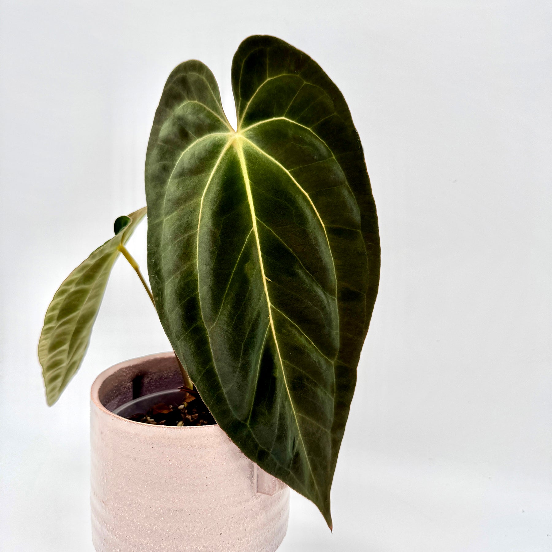 Detailaufnahme einer Anthurium besseae aff x papillilaminum mit betont samtiger Blattstruktur und hell hervortretenden Blattadern, fotografiert in einem hellen Studio vor weißem Hintergrund.