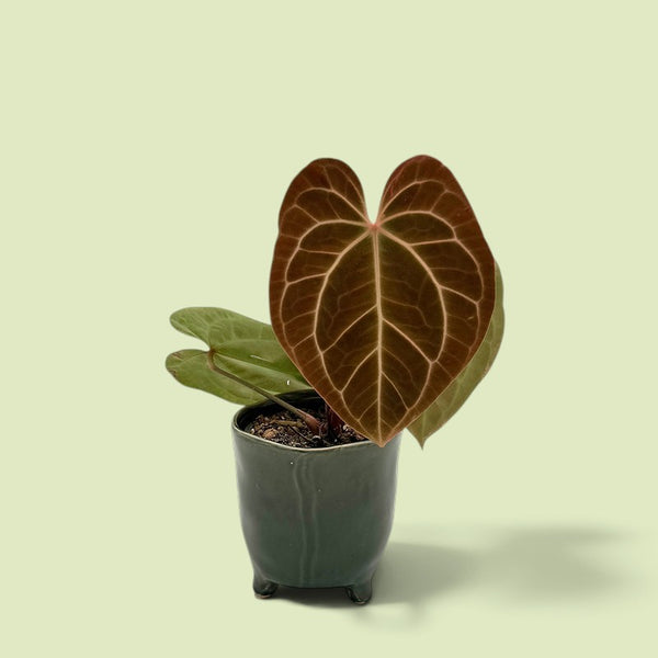 Junge Anthurium besseae aff. aus dem Handel mit rotbraun austreibendem, samtigem Blatt und hellen Blattadern in grauem Topf