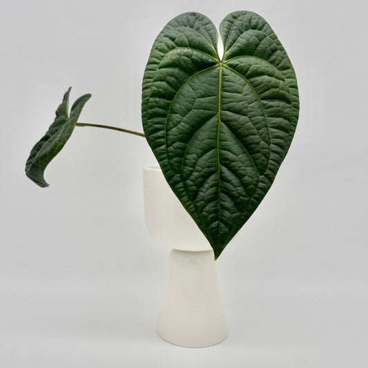 Anthurium besseae x luxurians mit großem, tiefgrünem, herzförmigem Blatt in markant strukturierter Oberfläche, präsentiert in einem weißen Topf vor hellem Hintergrund – detailreiche Nahaufnahme einer seltenen Hybride aus der luxurians-Gruppe.