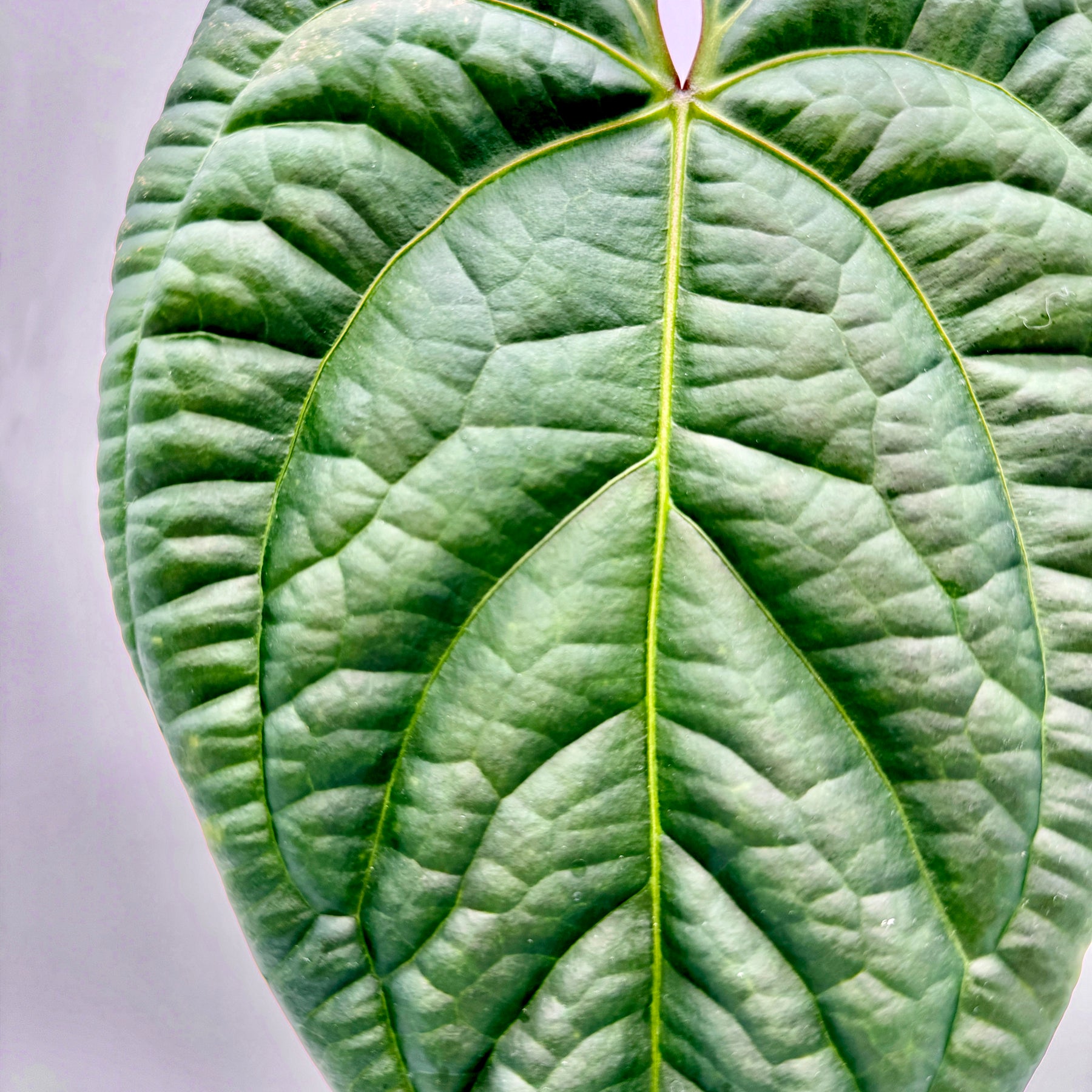 Detailaufnahme des Blatts einer Anthurium besseae x luxurians mit feinen Adern, strukturierter Oberfläche und sattem Dunkelgrün, aufgenommen bei weichem Licht für eine realistische Darstellung der Blatttextur.