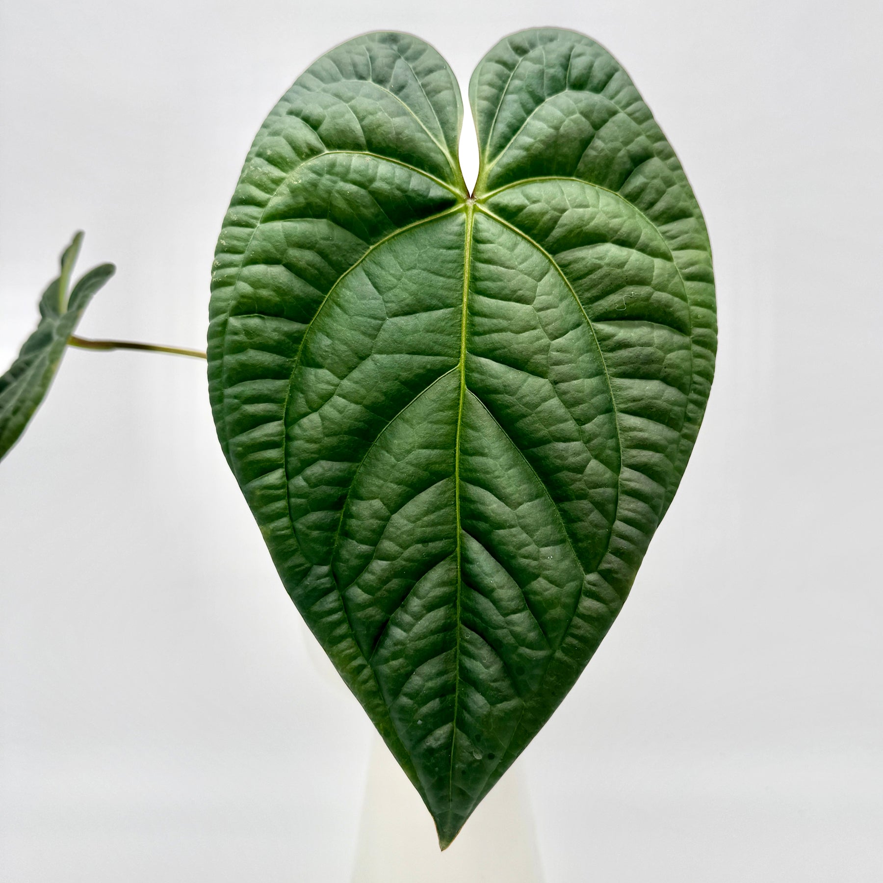 Frontansicht eines einzelnen Blatts der Anthurium besseae x luxurians mit deutlich hervortretender Blattstruktur und kräftig grünem Ton, aufgenommen vor neutralweißem Hintergrund zur Betonung der samtigen Textur.