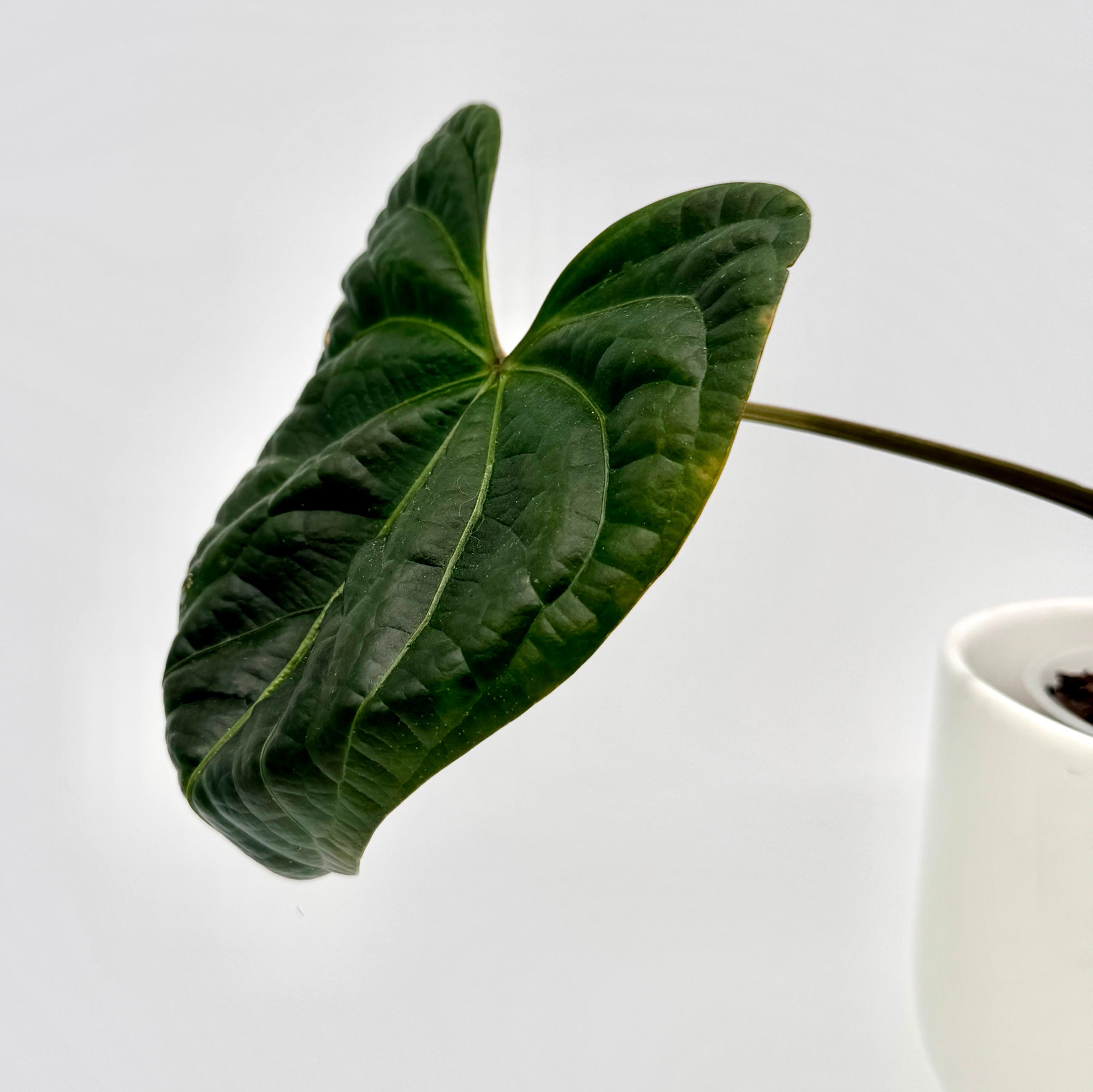 Seitenansicht eines Anthurium besseae x luxurians Blatts mit leicht glänzender, lederartiger Struktur und kräftiger Aderung, elegant über den weißen Topfrand geneigt vor neutralem Hintergrund.